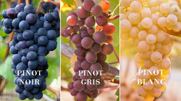 types-pinot